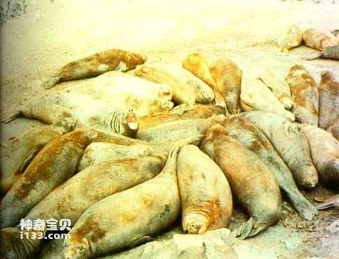 The society of elephant seals with polygamy