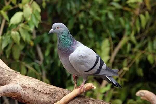 The origin and evolutionary history of pigeons