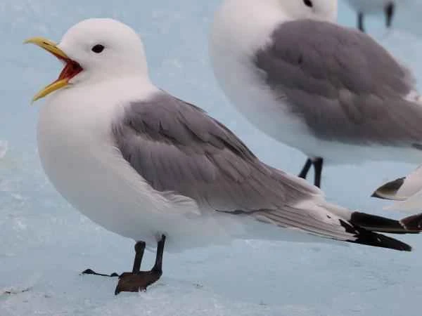 Types of gulls - Kittiwake (Rissa tridactyla)