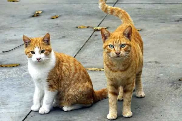 Animales cuadrúpedos: ejemplos y lista - Gato (Felis silvestris catus)