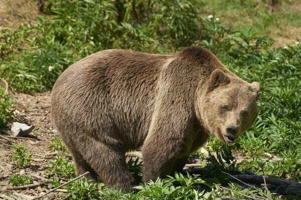 The last two of the world's ten largest bear species are now extinct.