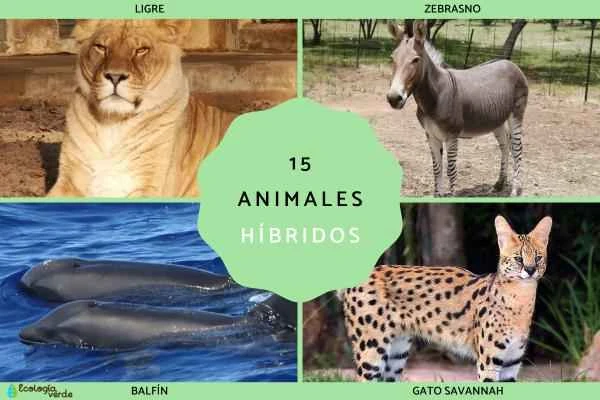 15 Examples of Animal Hybrids and Their Characteristics Explained