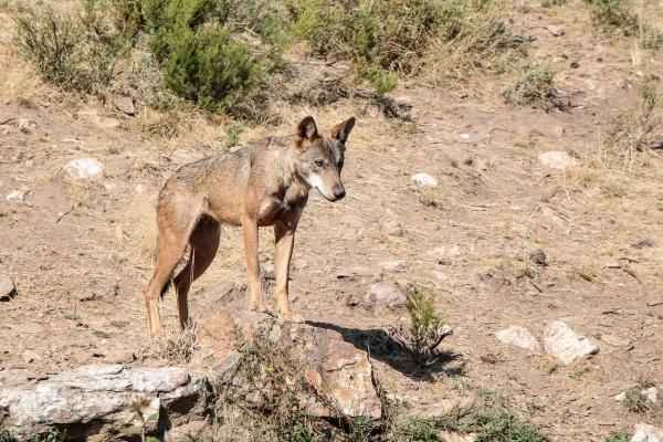 Tipos de lobos - Lobo árabe (Canis lupus arabs)