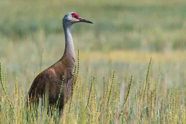 Wading Birds: What Are They and Examples - Sandhill Crane