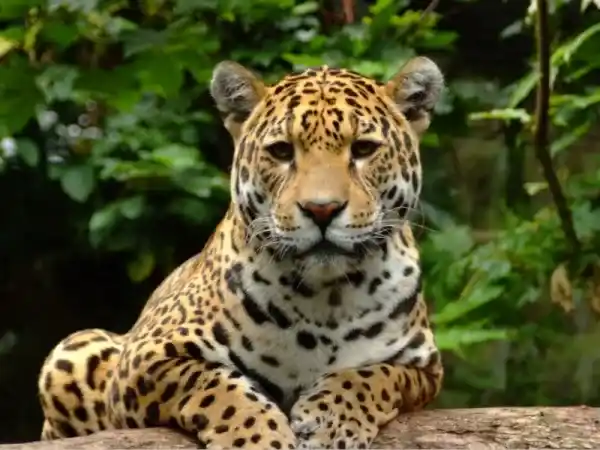 endangered animals in the Amazon