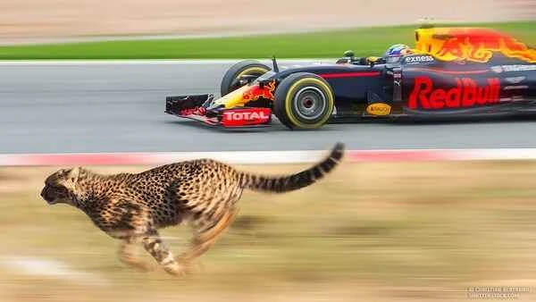 Top 10 Animal Endurance Rankings