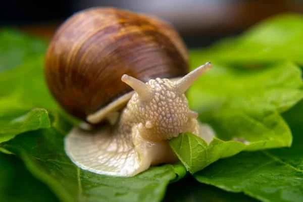 Land snails: What they are, their characteristics, and types - Feeding land snails