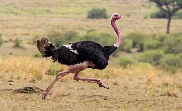 The African ostrich, the largest bird on Earth