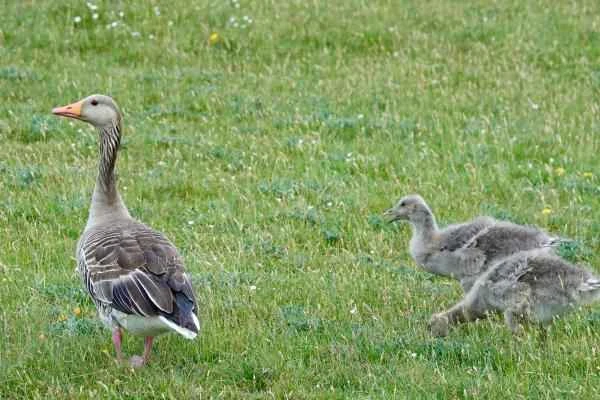 Geese breeds - Landes Grey Goose