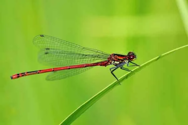 Types of Dragonflies - Red Bean Maiden