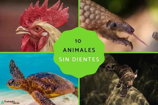 Ten toothless animals and their evolutionary secrets (A list of toothless animals)