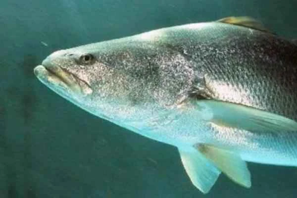 The endangered totoaba (Totoaba macdonaldi) of Baja California.