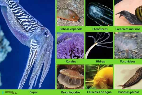 Animales con tentáculos - Otros animales con tentáculos