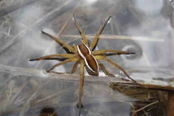 Animales que caminan sobre el agua - Arañas balsa (Dolomedes fimbriatus)