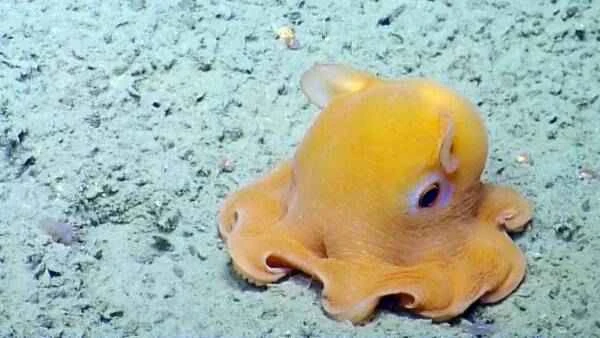 Ten bizarre deep-sea creatures, from vampire squid to terrifying-looking hairy worms.