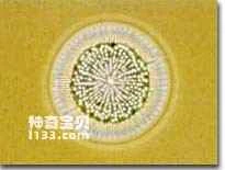 Algae are the oldest of all plants.