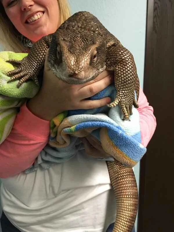 Everything about the monitor lizard