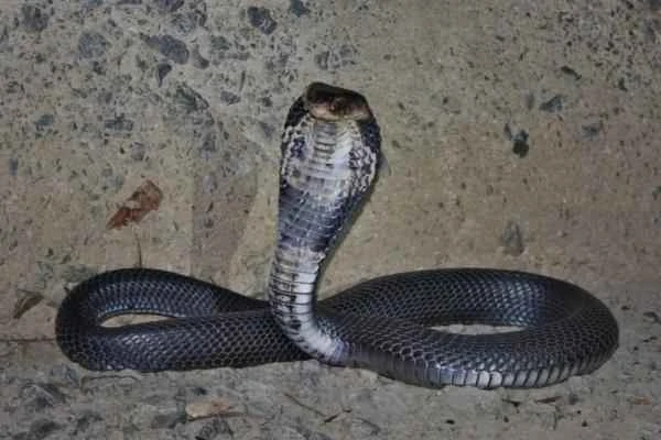 Animals of China - Chinese Cobra