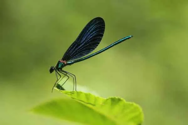 Dragonfly species - Blue dragonfly