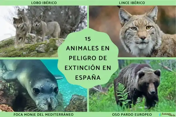 15 endangered animal species in Spain