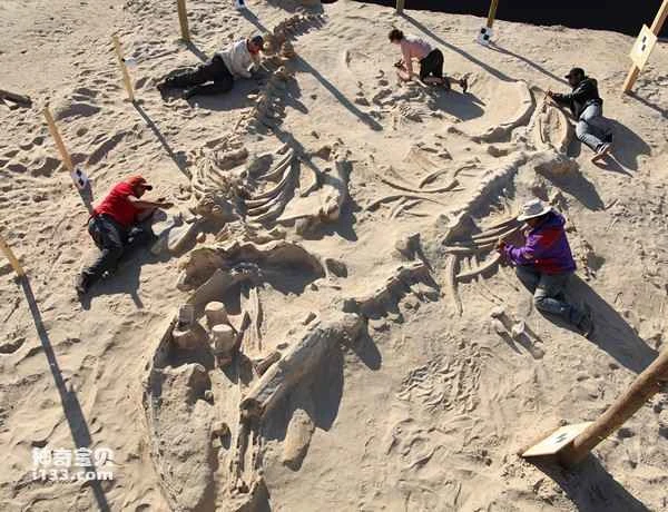 Paleontologists discover fossils of a mass stranding of marine mammals