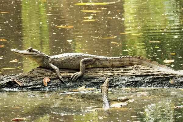 Mexican reptile - Spectacled caiman (Caiman crocodilus)