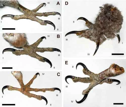 Sharp claws and their relationship to animal survival: How do they help with hunting, defense, and climbing?