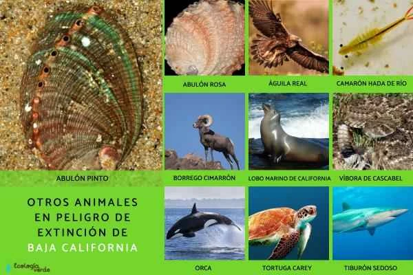 Endangered animals in Baja California - Other endangered animals in Baja California