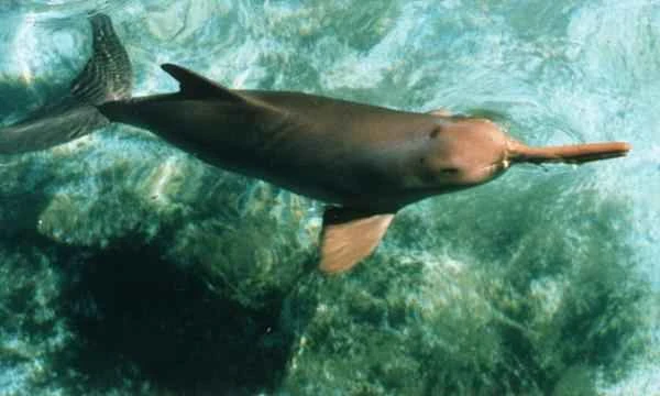 Dolphin species - Delphinidae