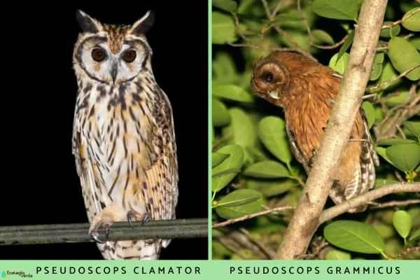 Species of owls - Owl genus