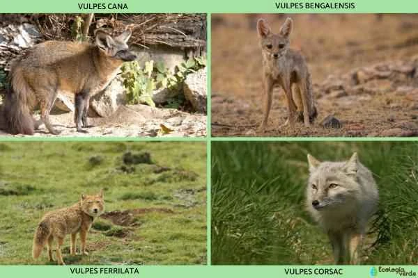 Fox species - Other types of foxes