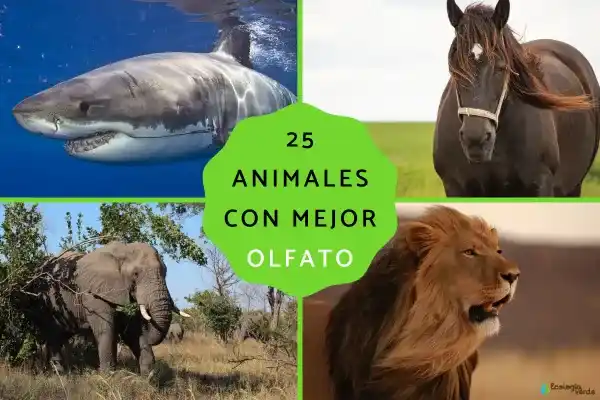 The 25 animals with the most sensitive sense of smell