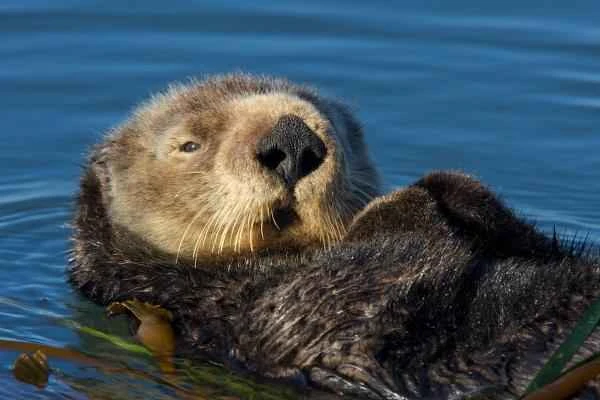 Mustelids: What are they and examples - Sea otters (Enhydra lutris)