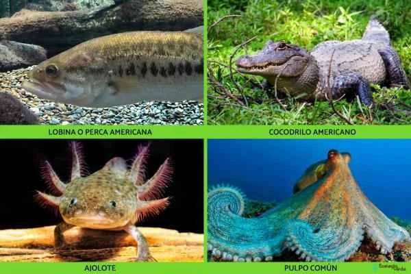 Carnivores: Examples and Names -