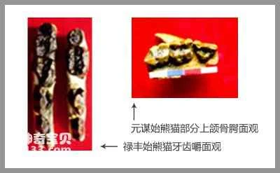 The origin of pandas (who are the ancestors of pandas?)