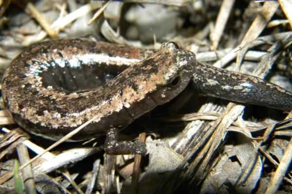 Especies endémicas de Yucatán - Salamandra lengua de hongo yucateca (Bolitoglossa yucatana)
