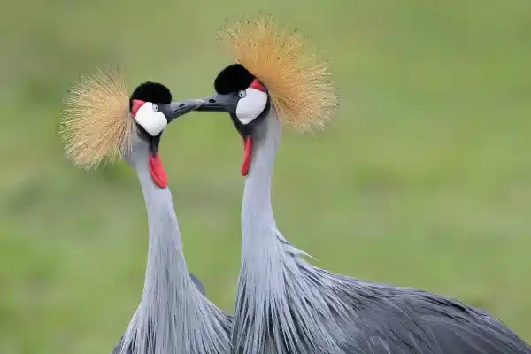 15 Crane Species: Common Species, Distribution and Main Characteristics
