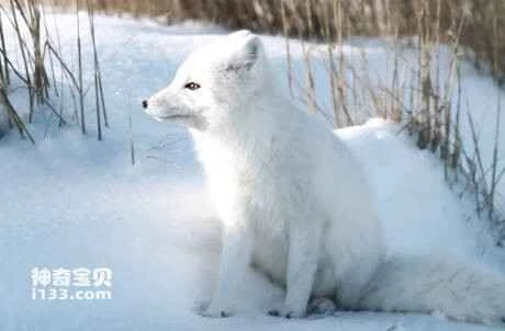 The origin and history of the Arctic fox (from the Qiu's fox of the Qinghai-Tibet Plateau)