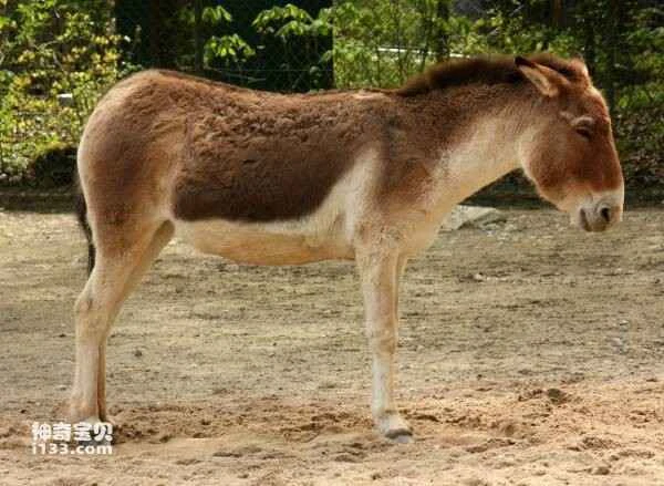 Physical characteristics and living habits of Tibetan wild ass