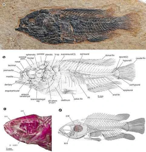 Geographical distribution and evolution of Tibetan climbing perch