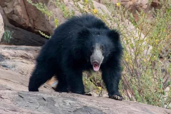 Indian animals - Indian bear