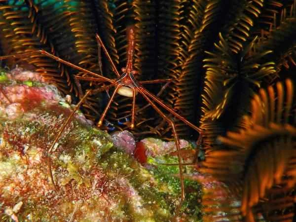 Crab species - Pacific spider crab (Stenorhynchus debilis)