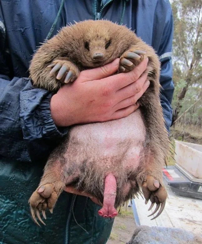 You would never guess an animal with unusual reproductive organs!