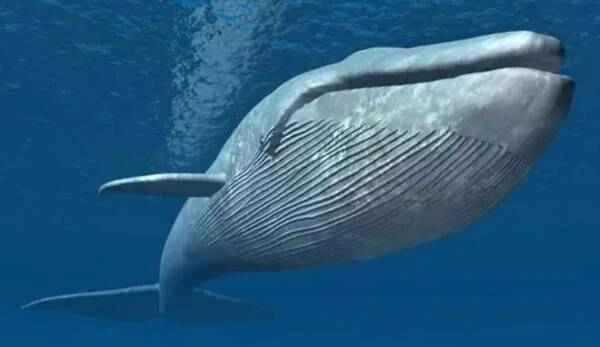 The largest animal on Earth