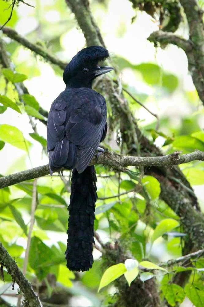 长耳垂伞鸟（学名：Cephalopterus penduliger）