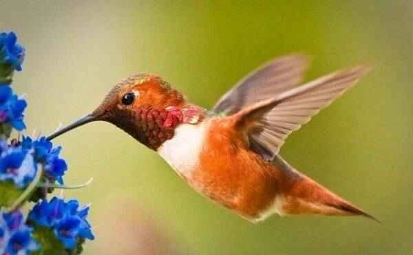 The smallest bird on Earth, the hummingbird