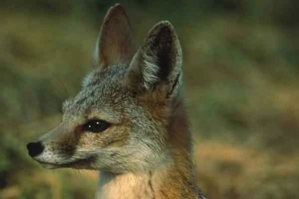 Tipos de zorros - Zorrita del desierto (Vulpes macrotis)