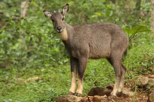 Chinese Animals - Chinese Serow