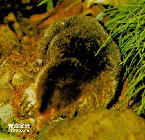 Classification of ancient mammal groups