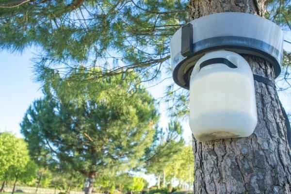 Pine Leaf Moth: Season, Location, Life Cycle, and Treatment - Treatment of Pine Leaf Moth